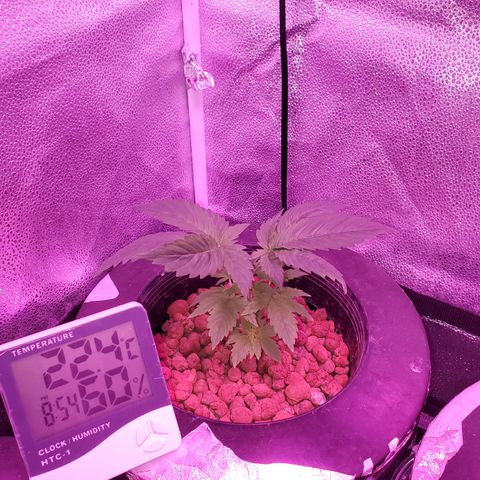 Blueberry Headband growlog timeline photo
