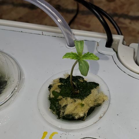 Lucky Charms growlog timeline photo