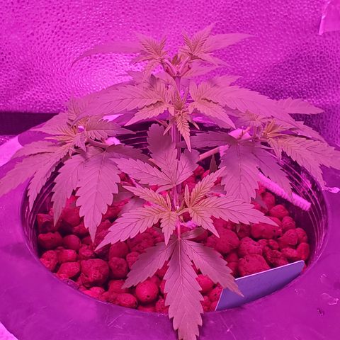 Blueberry Headband growlog timeline photo