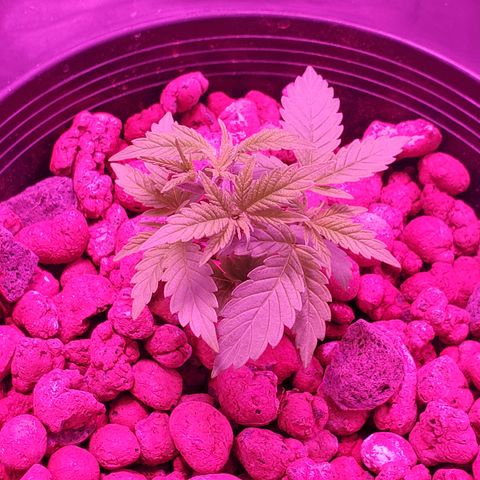 Blueberry Headband growlog timeline photo