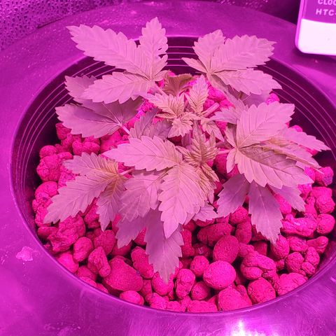 Blueberry Headband growlog timeline photo