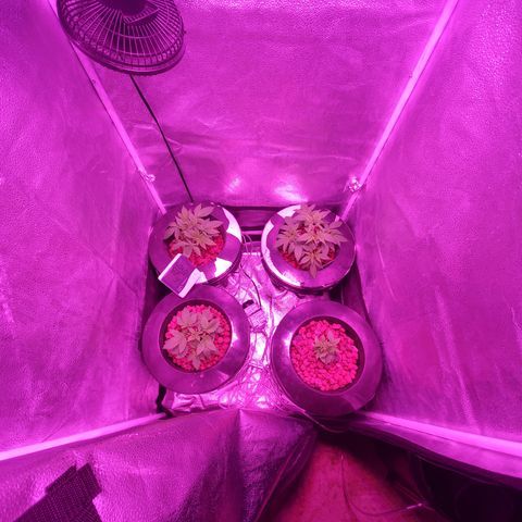 Blueberry Headband growlog timeline photo