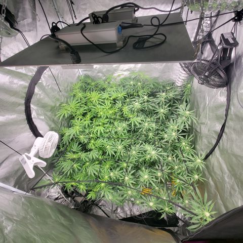 Crescendo growlog timeline photo