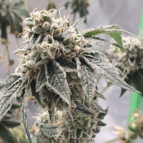 Wedding Cake growlog timeline photo