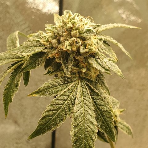 Wedding Cake growlog timeline photo