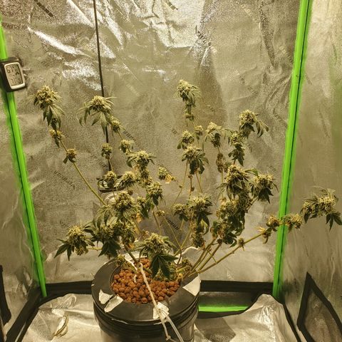 Wedding Cake growlog timeline photo