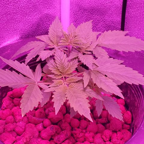 Blueberry Headband growlog timeline photo