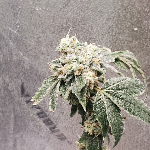 Wedding Cake growlog timeline photo