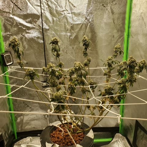 Wedding Cake growlog timeline photo
