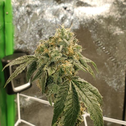 Wedding Cake growlog timeline photo