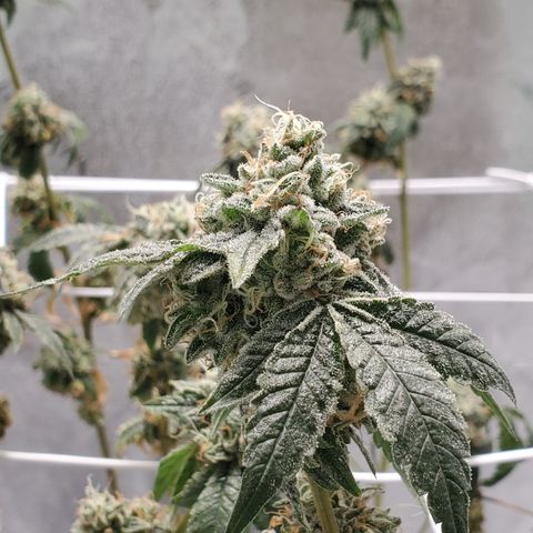 Wedding Cake growlog timeline photo