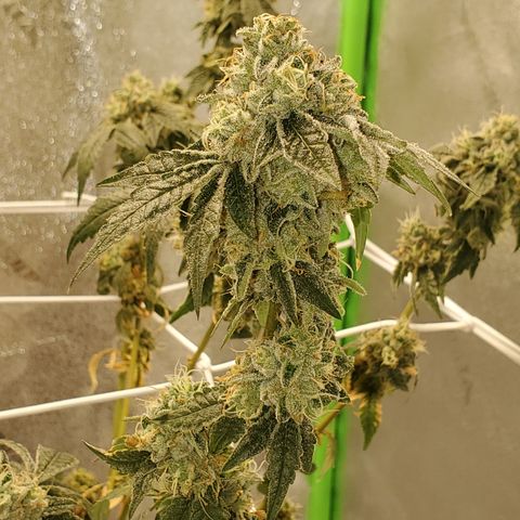 Wedding Cake growlog timeline photo