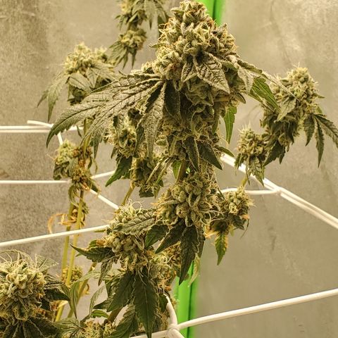 Wedding Cake growlog timeline photo