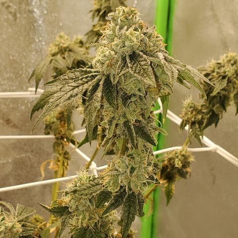 Wedding Cake growlog timeline photo