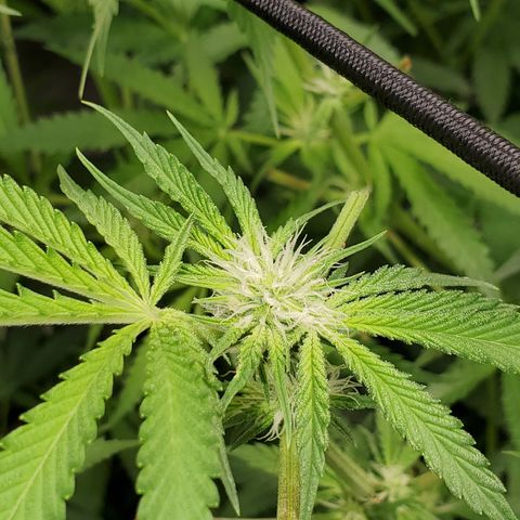 Crescendo growlog timeline photo