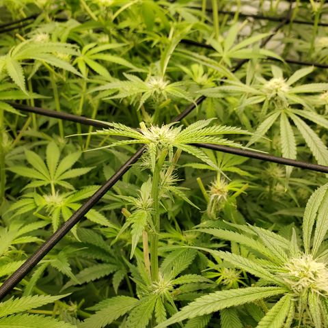 Crescendo growlog timeline photo