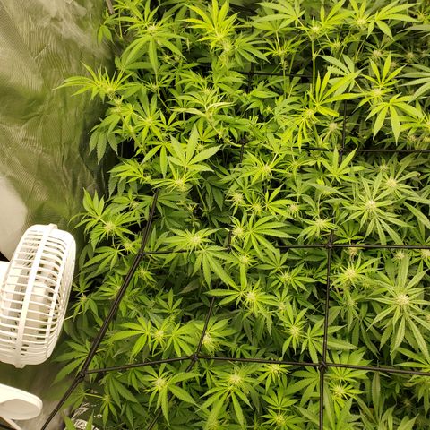 Crescendo growlog timeline photo