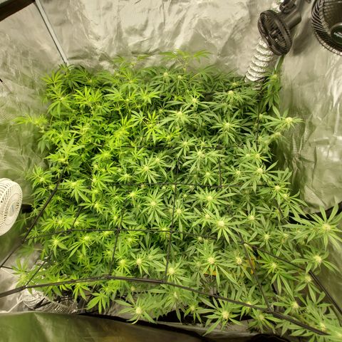 Durbin Poison  growlog timeline photo