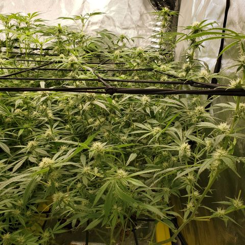 Durbin Poison  growlog timeline photo