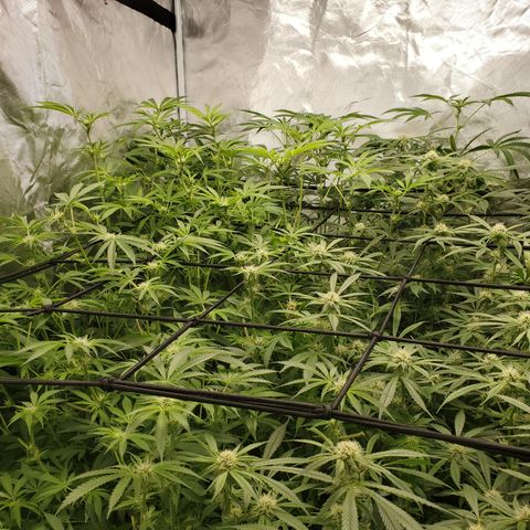 Crescendo growlog timeline photo