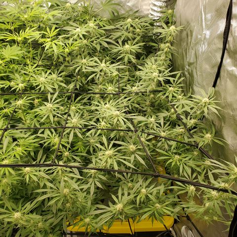 Durbin Poison  growlog timeline photo