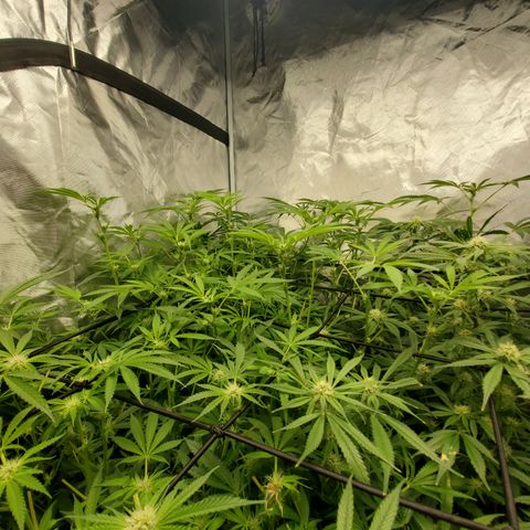 Crescendo growlog timeline photo