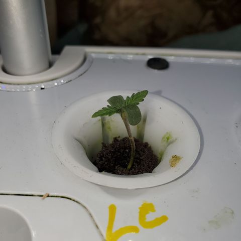 Lucky Charms growlog timeline photo