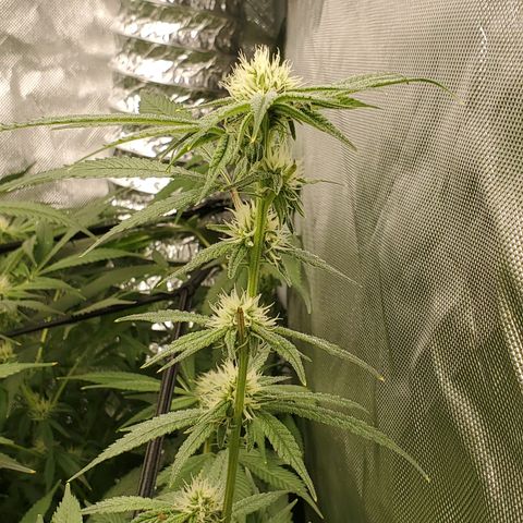 Durbin Poison  growlog timeline photo