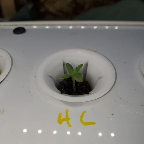 HeadbanD Cookies growlog timeline photo