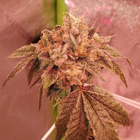 Wedding Cake growlog timeline photo