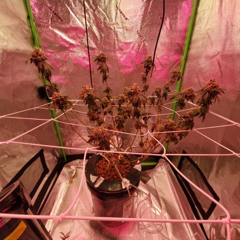 Wedding Cake growlog timeline photo