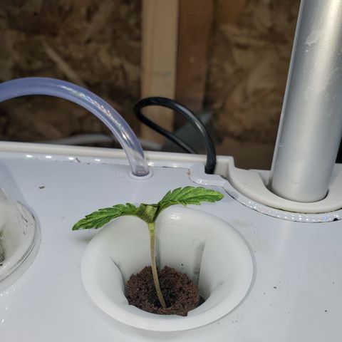 Lucky Charms growlog timeline photo