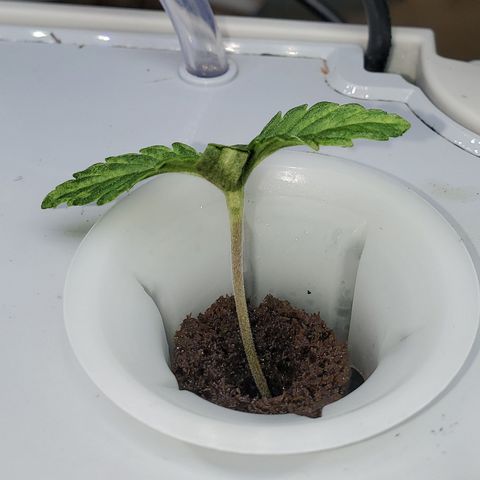 Lucky Charms growlog timeline photo