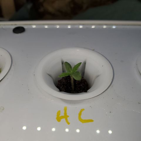HeadbanD Cookies growlog timeline photo
