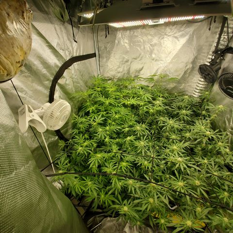 Durbin Poison  growlog timeline photo