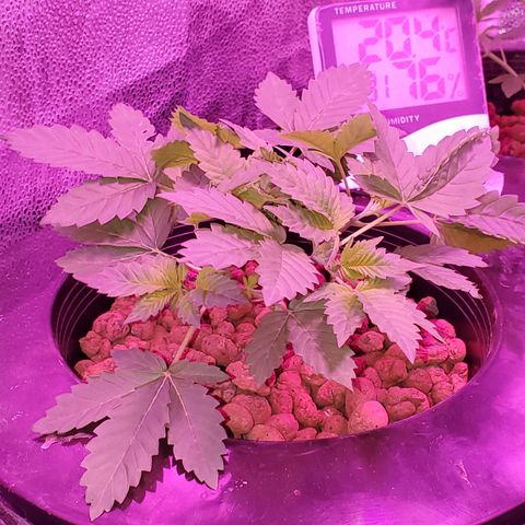 Blueberry Headband growlog timeline photo