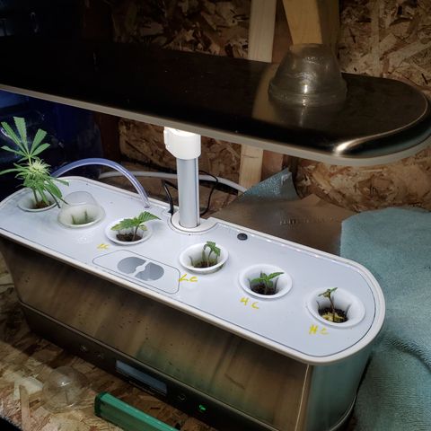 HeadbanD Cookies growlog timeline photo
