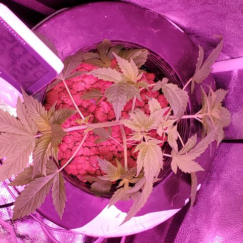 Blueberry Headband growlog timeline photo