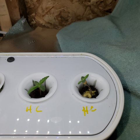 HeadbanD Cookies growlog timeline photo