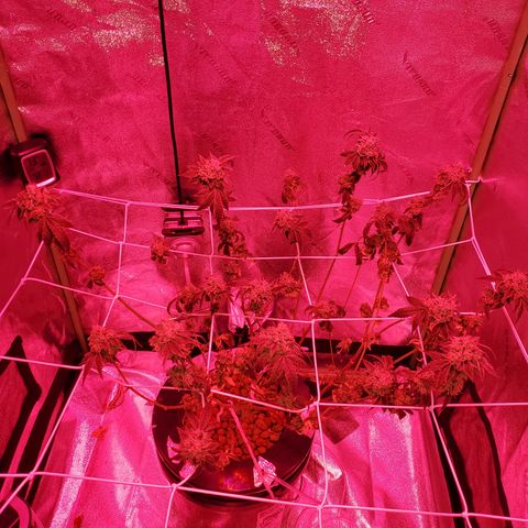 Wedding Cake growlog timeline photo