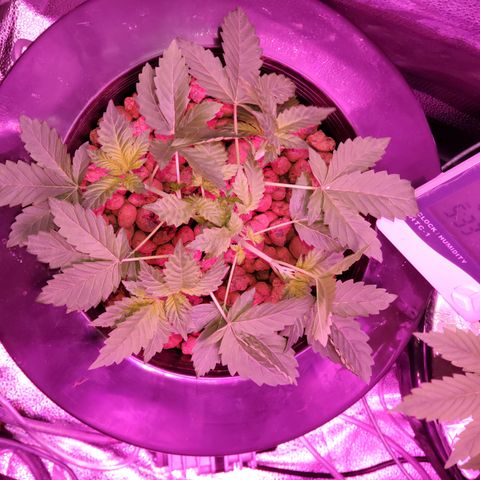 Blueberry Headband growlog timeline photo