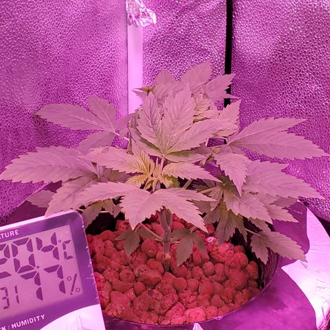 Blueberry Headband growlog timeline photo