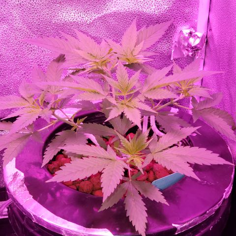 Blueberry Headband growlog timeline photo
