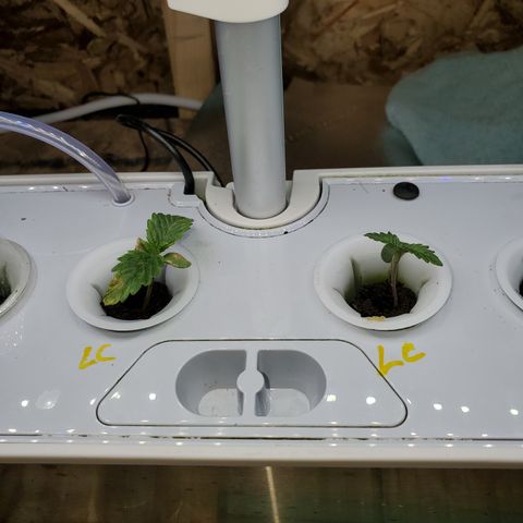 Lucky Charms growlog timeline photo