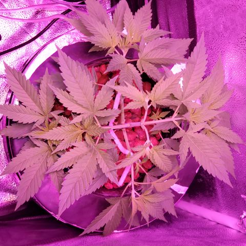 Blueberry Headband growlog timeline photo