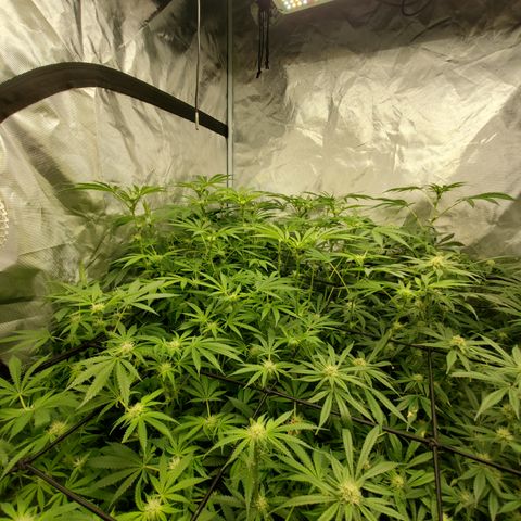 Crescendo growlog timeline photo