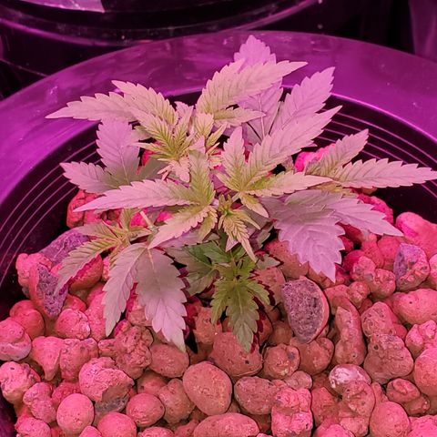 Blueberry Headband growlog timeline photo
