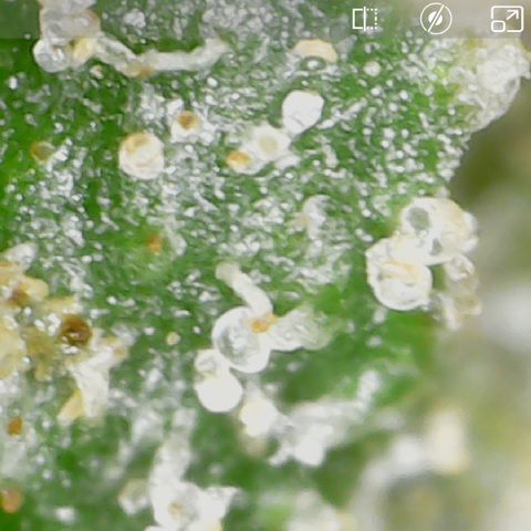 Wedding Cake growlog photo: She is done. Cloudy and amber. She is going to be tasty. 
