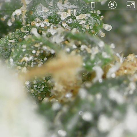 Wedding Cake growlog photo: She is done. Cloudy and amber. She is going to be tasty. 