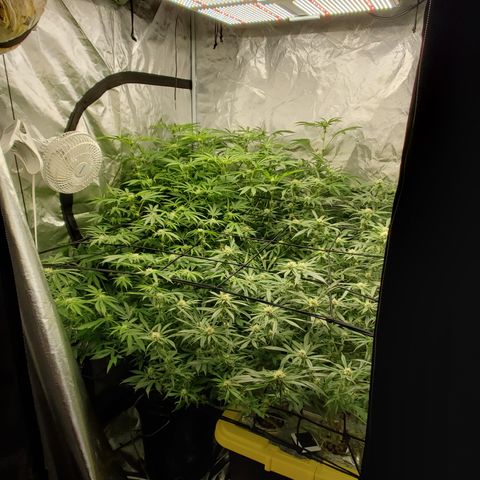 Crescendo growlog timeline photo